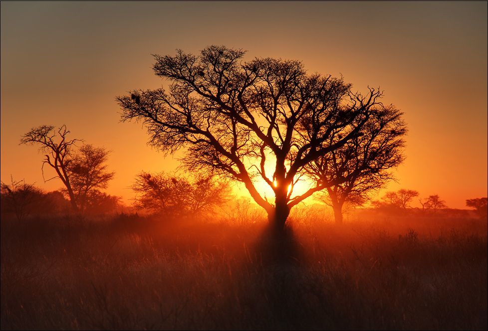 les plus beaux arbres du monde kalahari coucher soleil